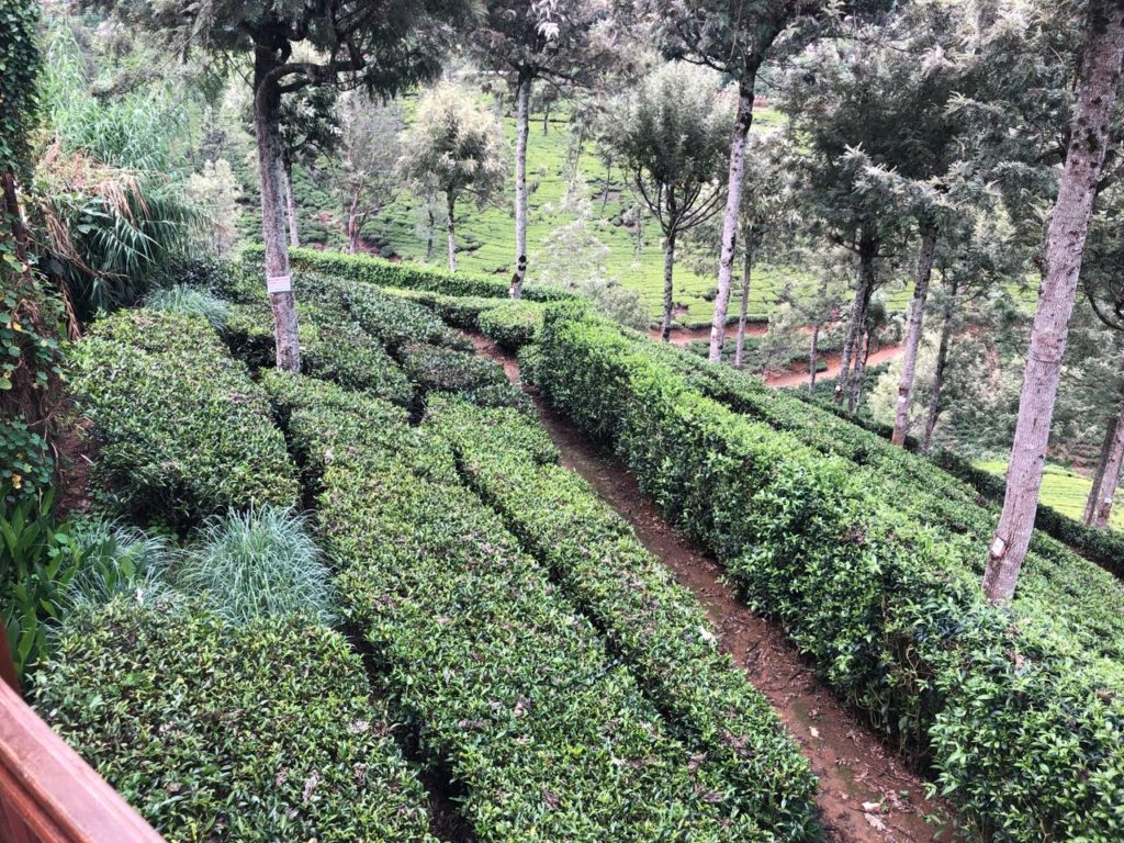 Pedro Tea Gardens